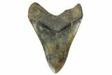 Fossil Megalodon Tooth - South Carolina #124547-2